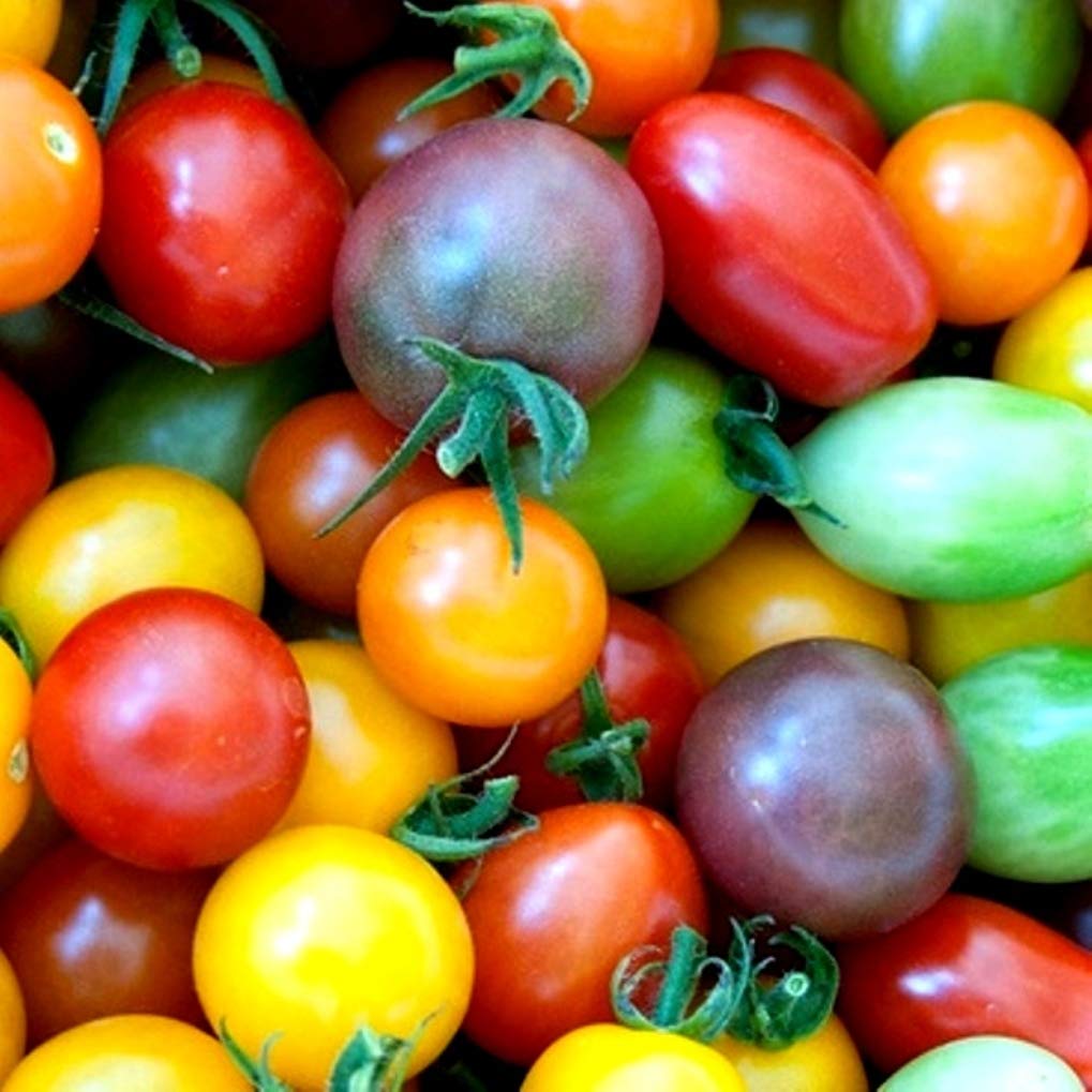 Mix Blend Tomato Seeds for a variety of colorful, heirloom tomatoes with rich flavors, perfect for salads, sauces, and home gardening